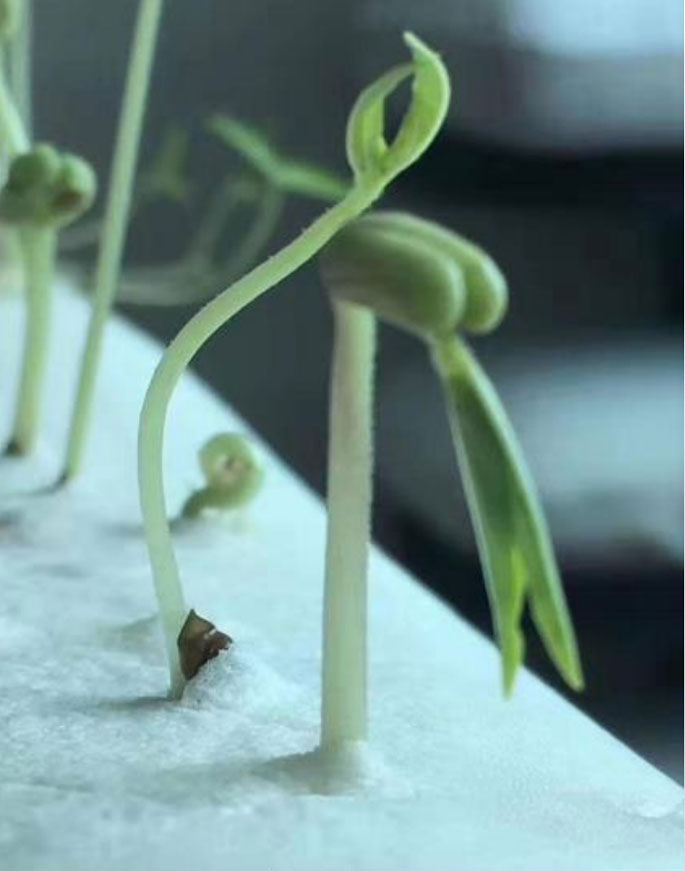 SIKAINIHOME 'Cool Foam': Ein magisches Material